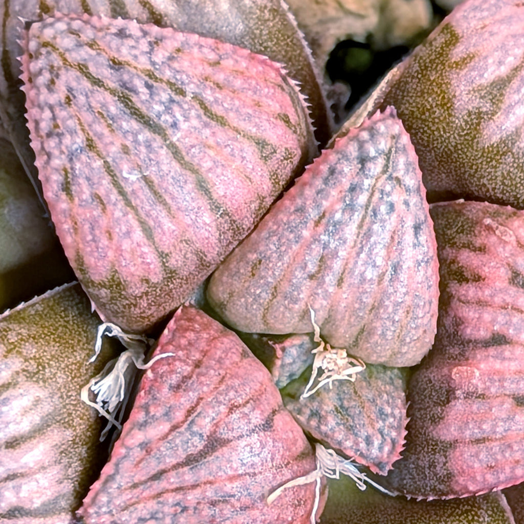 Haworthia PP636 hybrid series #19