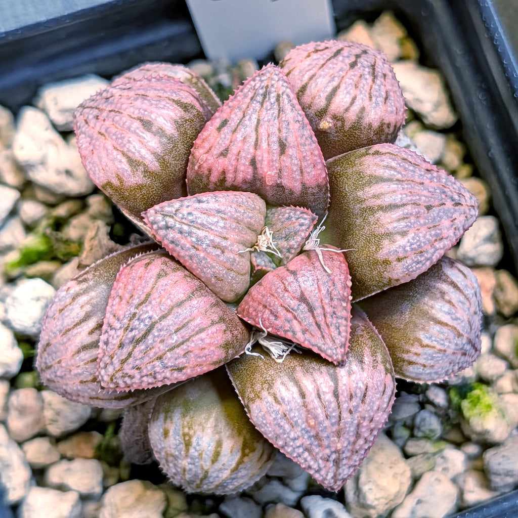 Haworthia PP636 hybrid series #19