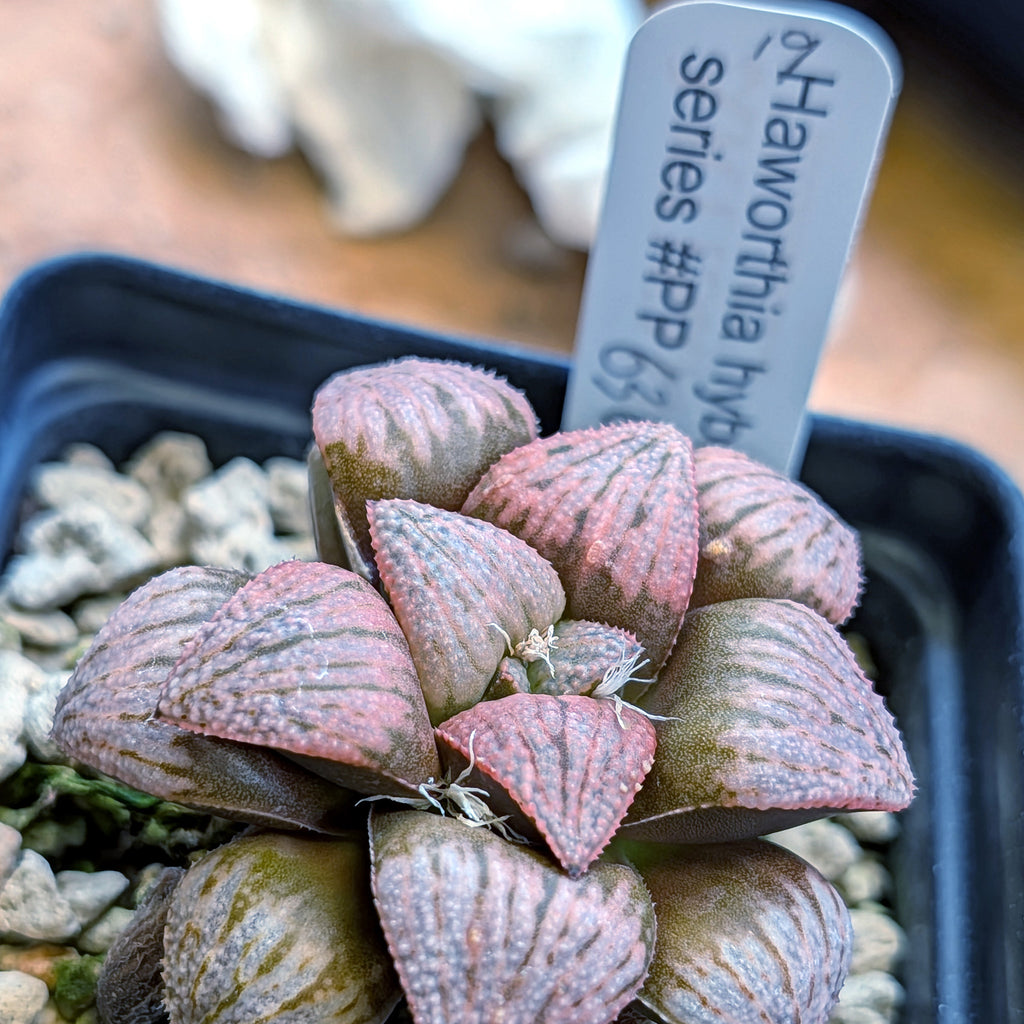Haworthia PP636 hybrid series #19