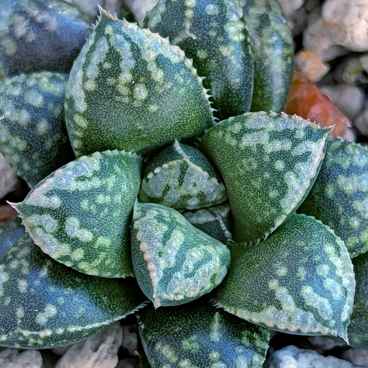 Haworthia PP669 hybrid series #19
