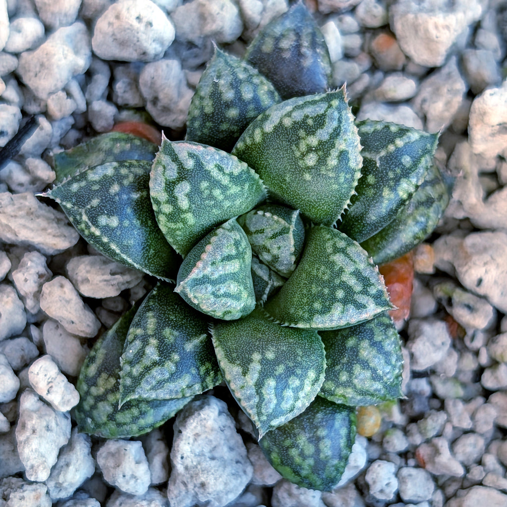 Haworthia PP669 hybrid series #19
