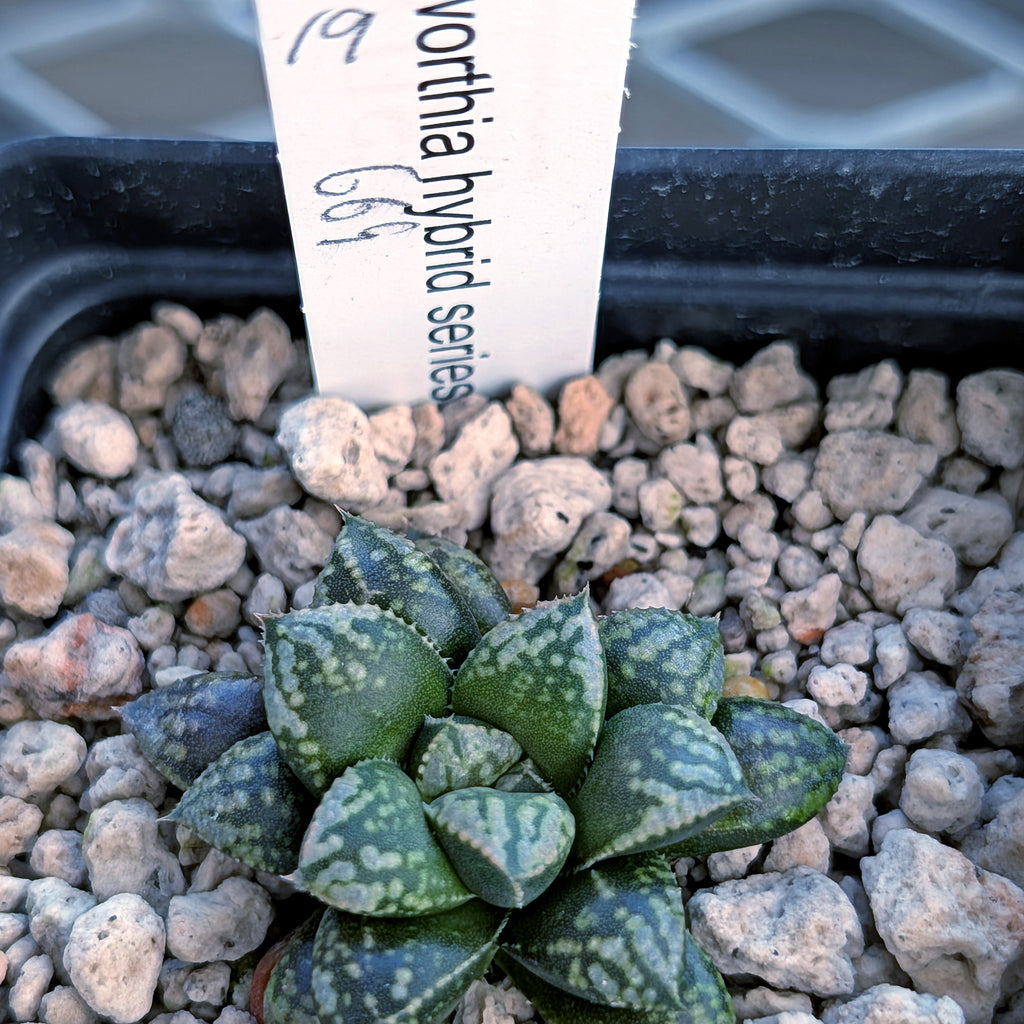 Haworthia PP669 hybrid series #19