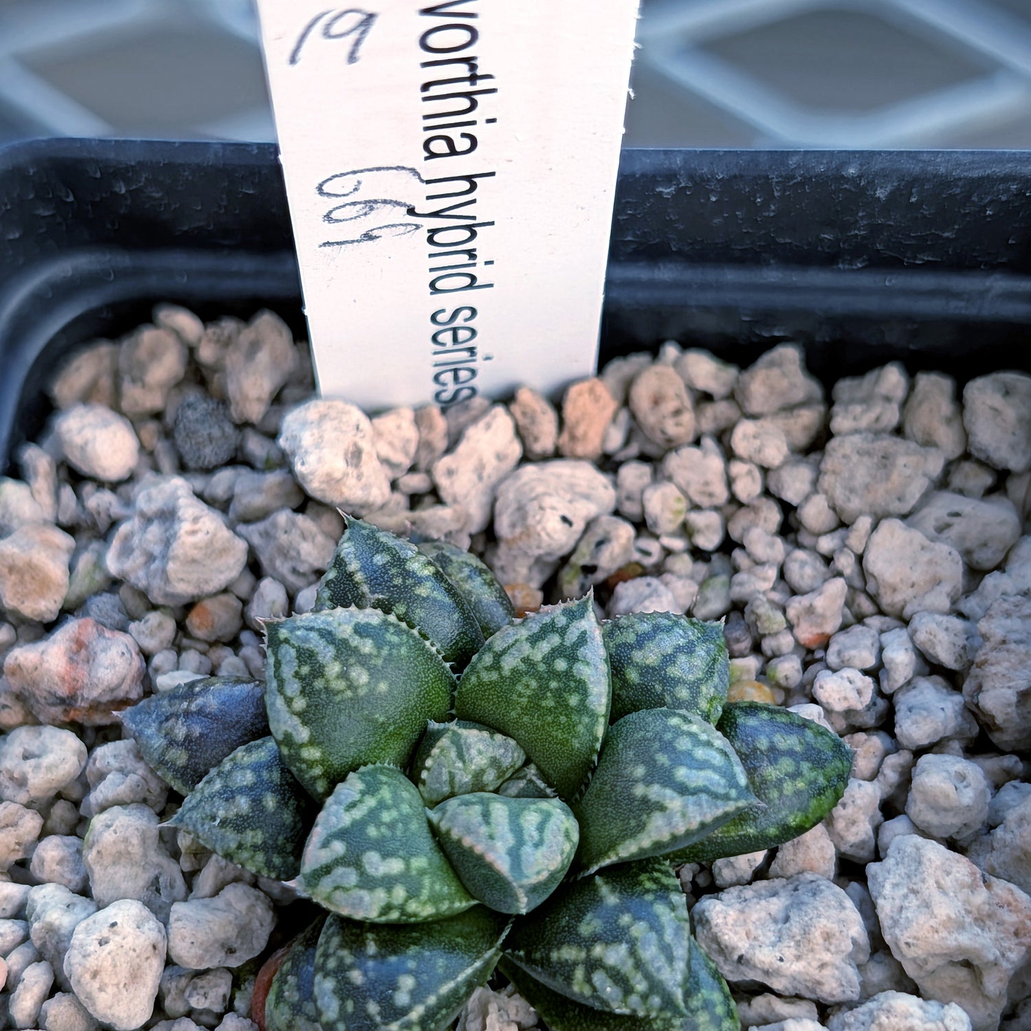 Haworthia PP669 hybrid series #19