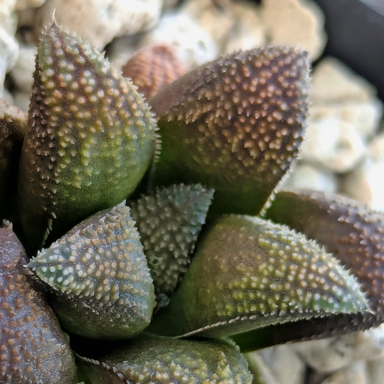 Haworthia PP576 hybrid series #2