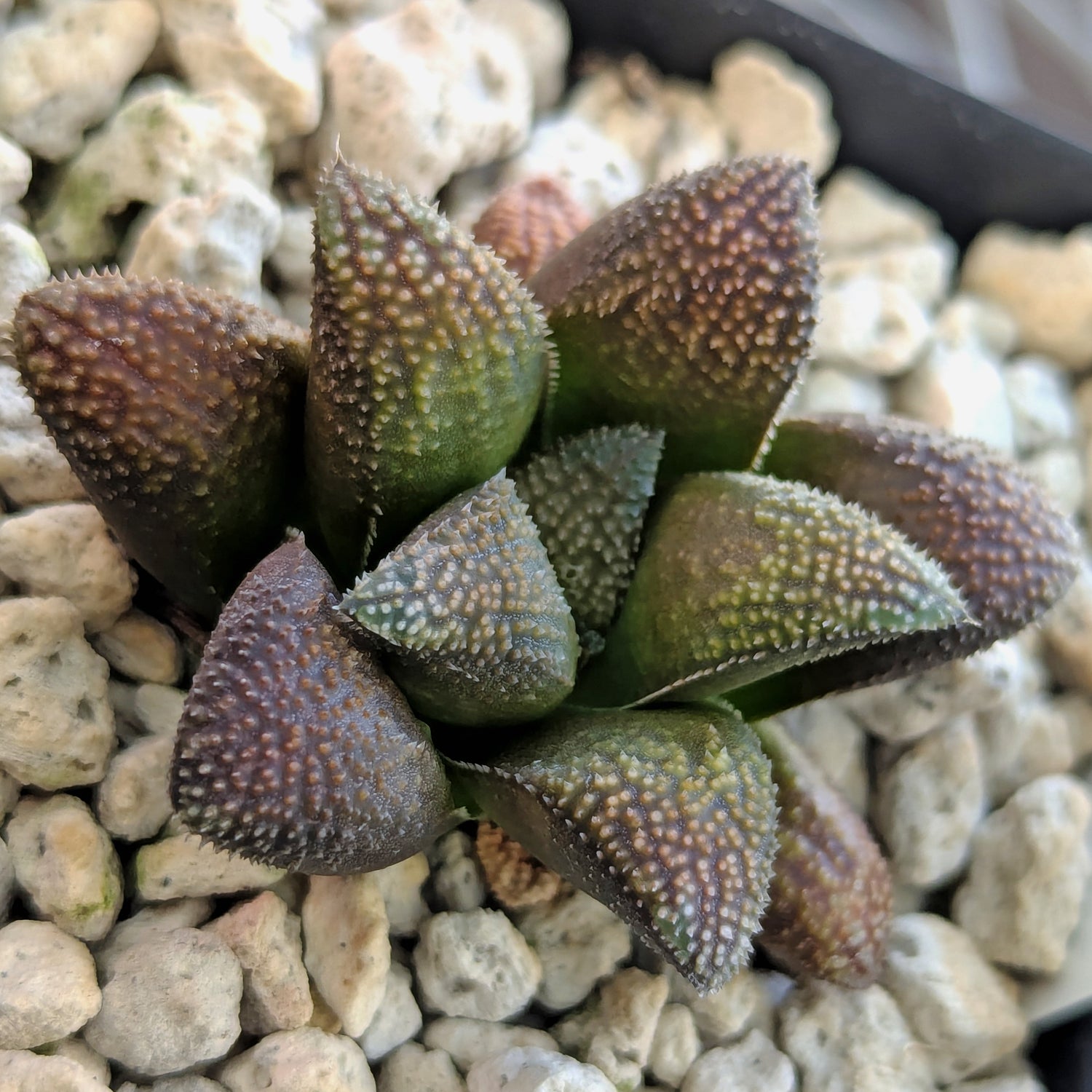 Haworthia PP576 hybrid series #2
