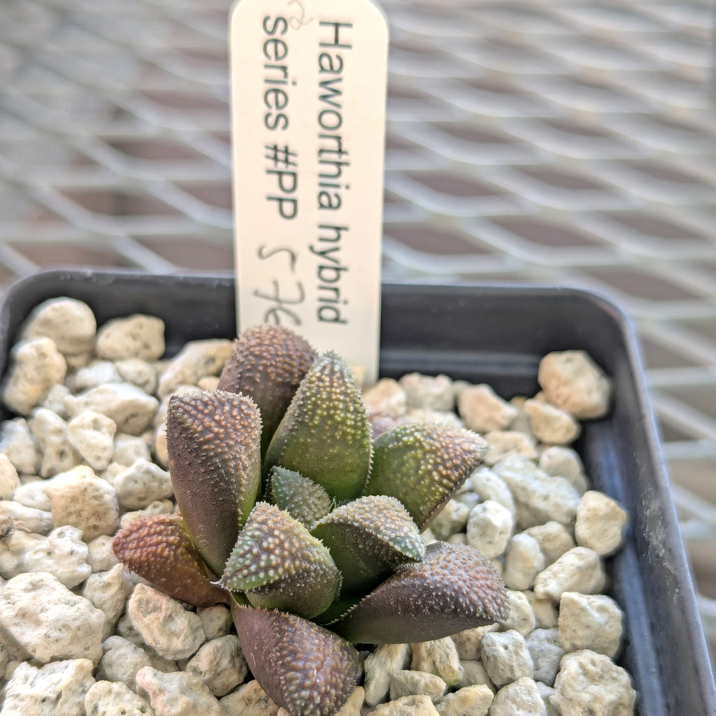 Haworthia PP576 hybrid series #2