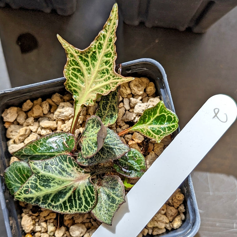 Euphorbia francoisii #2