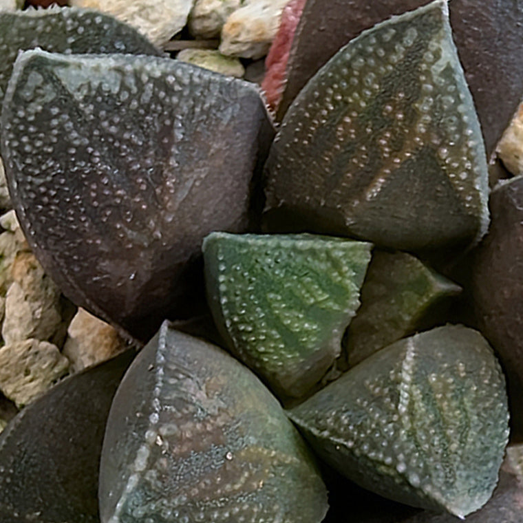 Haworthia PP576 hybrid series #2