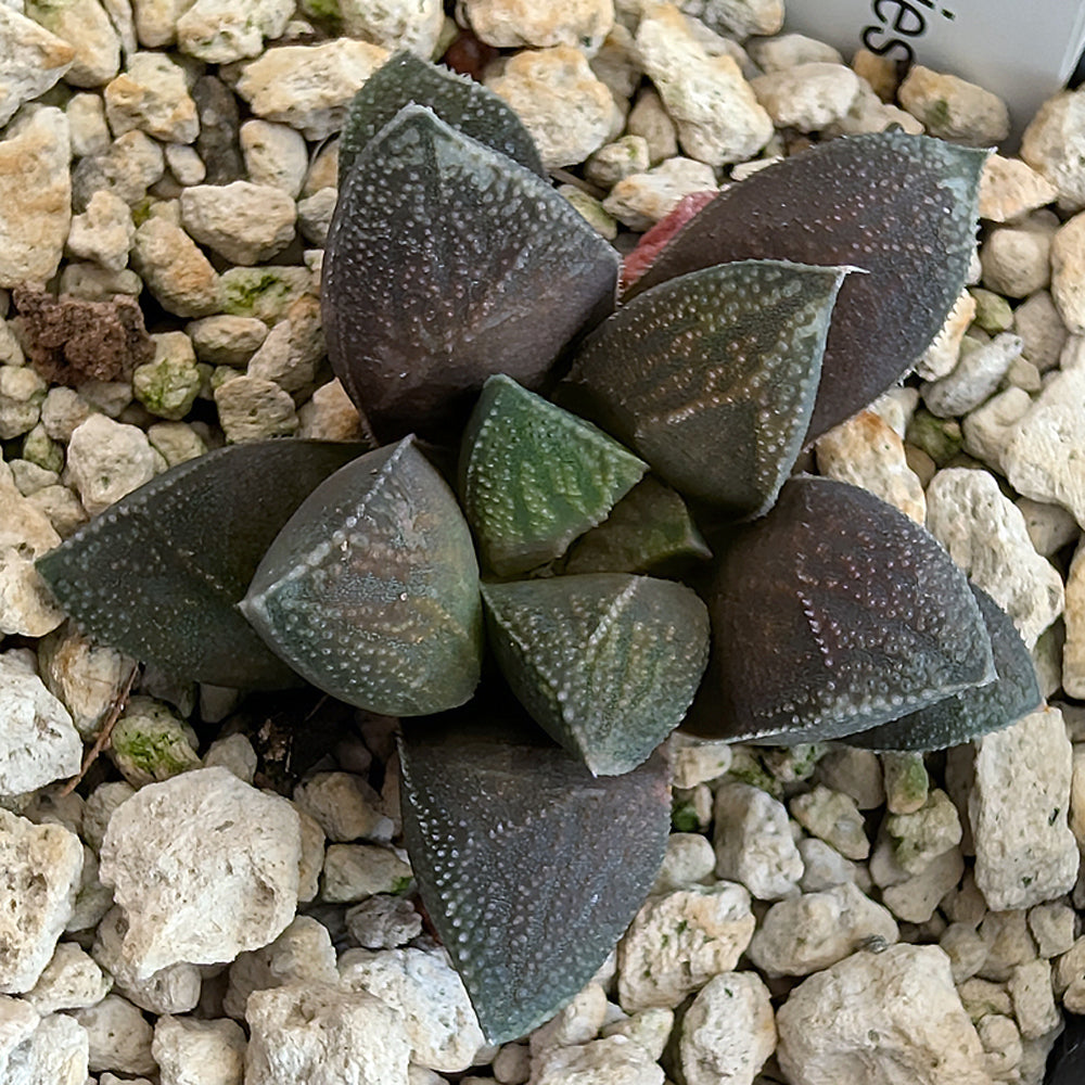 Haworthia PP576 hybrid series #2