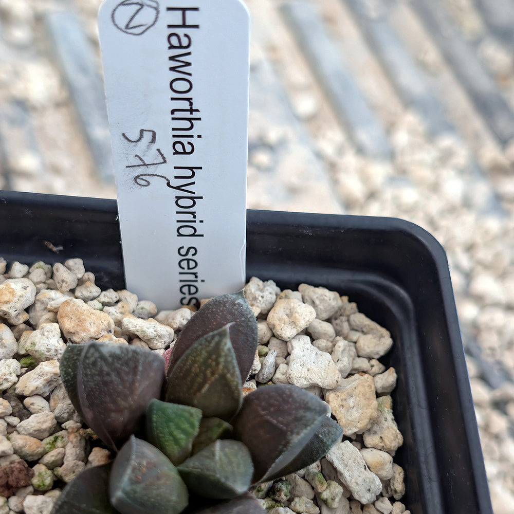 Haworthia PP576 hybrid series #2