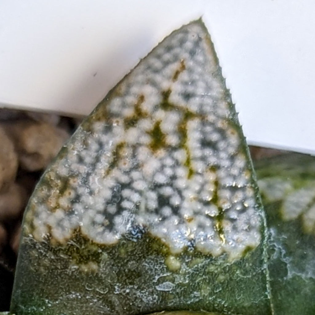 Haworthia groenewaldii hybrid series PP413 #1 SOLD OUT