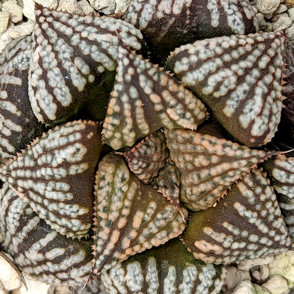 Haworthia  hybrid series PP434  #2 SOLD OUT