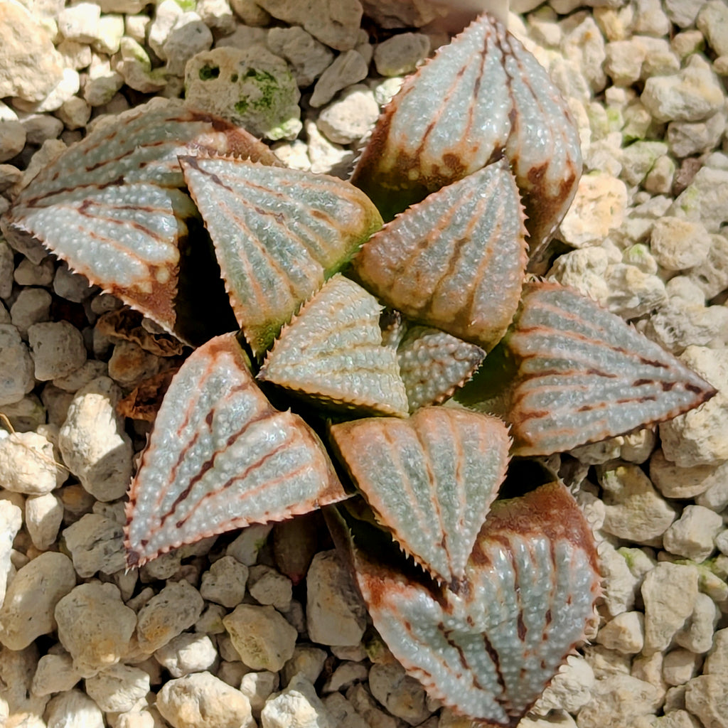 Haworthia  hybrid series PP583  #2