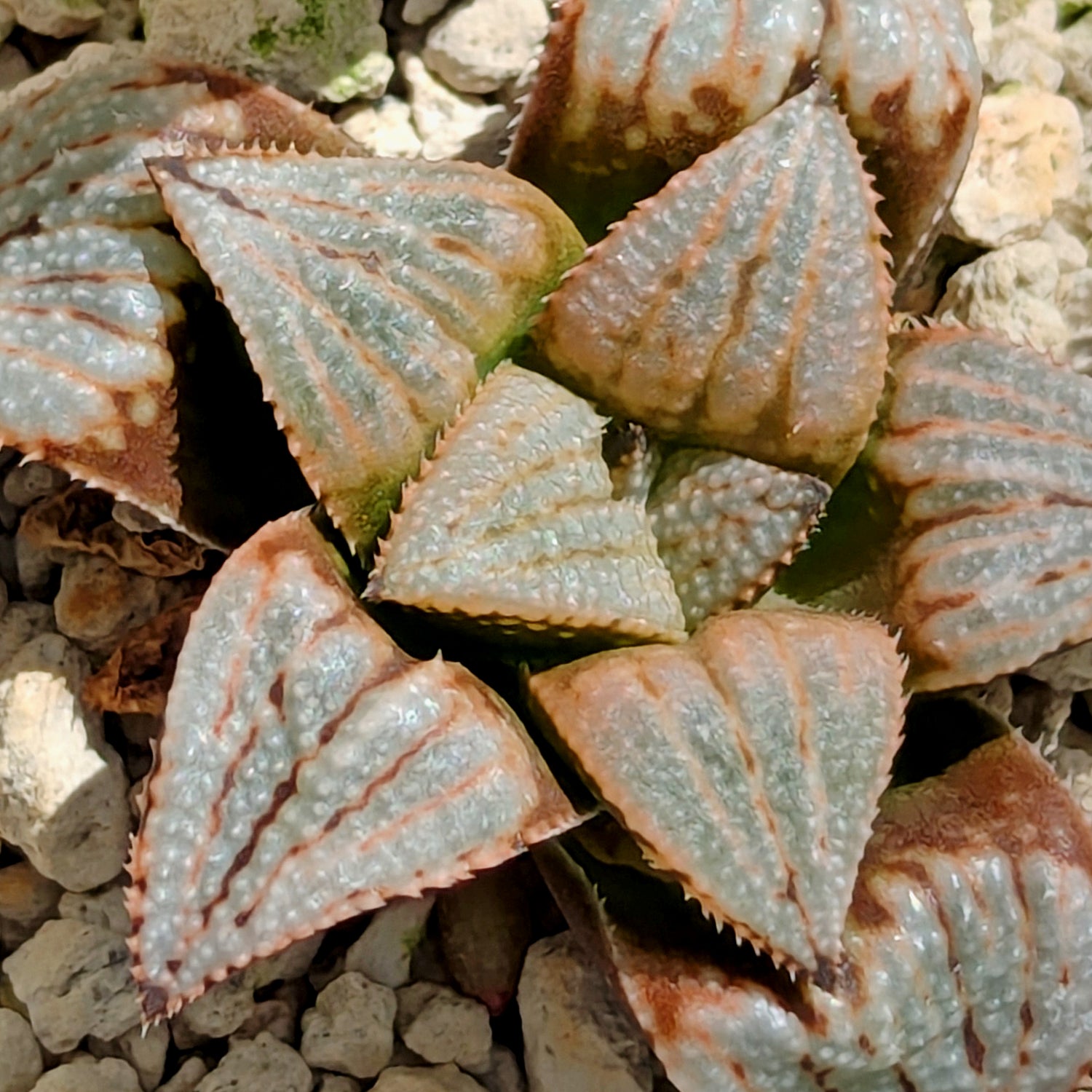 Haworthia  hybrid series PP583  #2