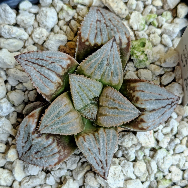 Haworthia  hybrid series PP583  #2