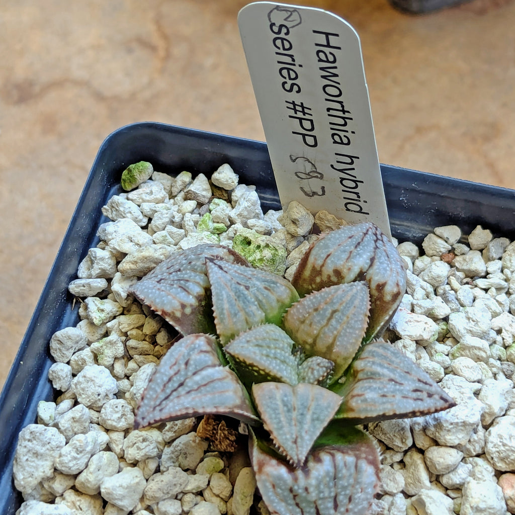 Haworthia  hybrid series PP583  #2
