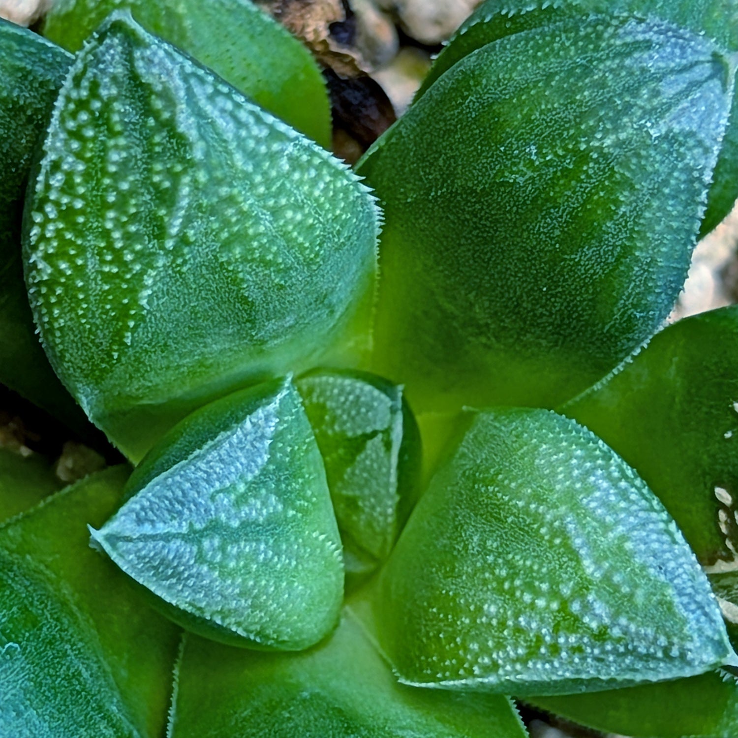 Haworthia hybrid series "PP246"  #2