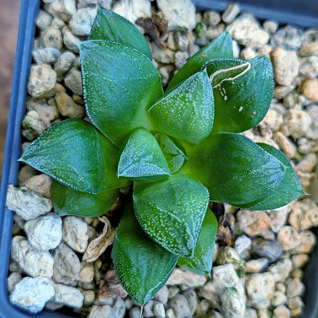 Haworthia hybrid series "PP246"  #2