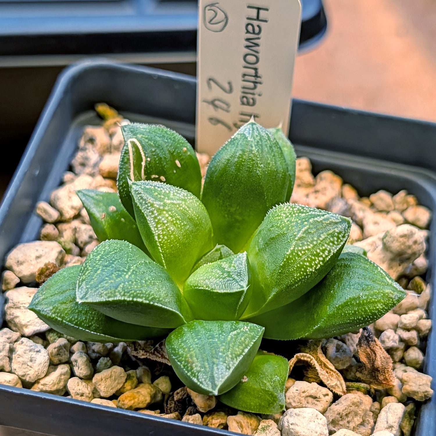Haworthia hybrid series "PP246"  #2