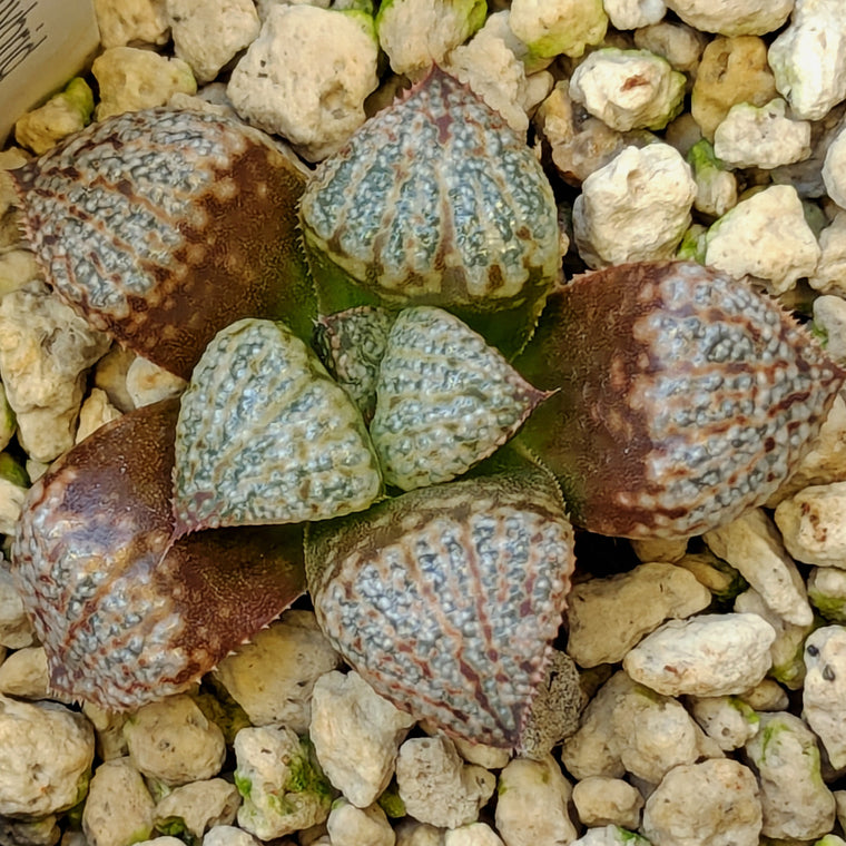 Haworthia  hybrid series PP571 #2