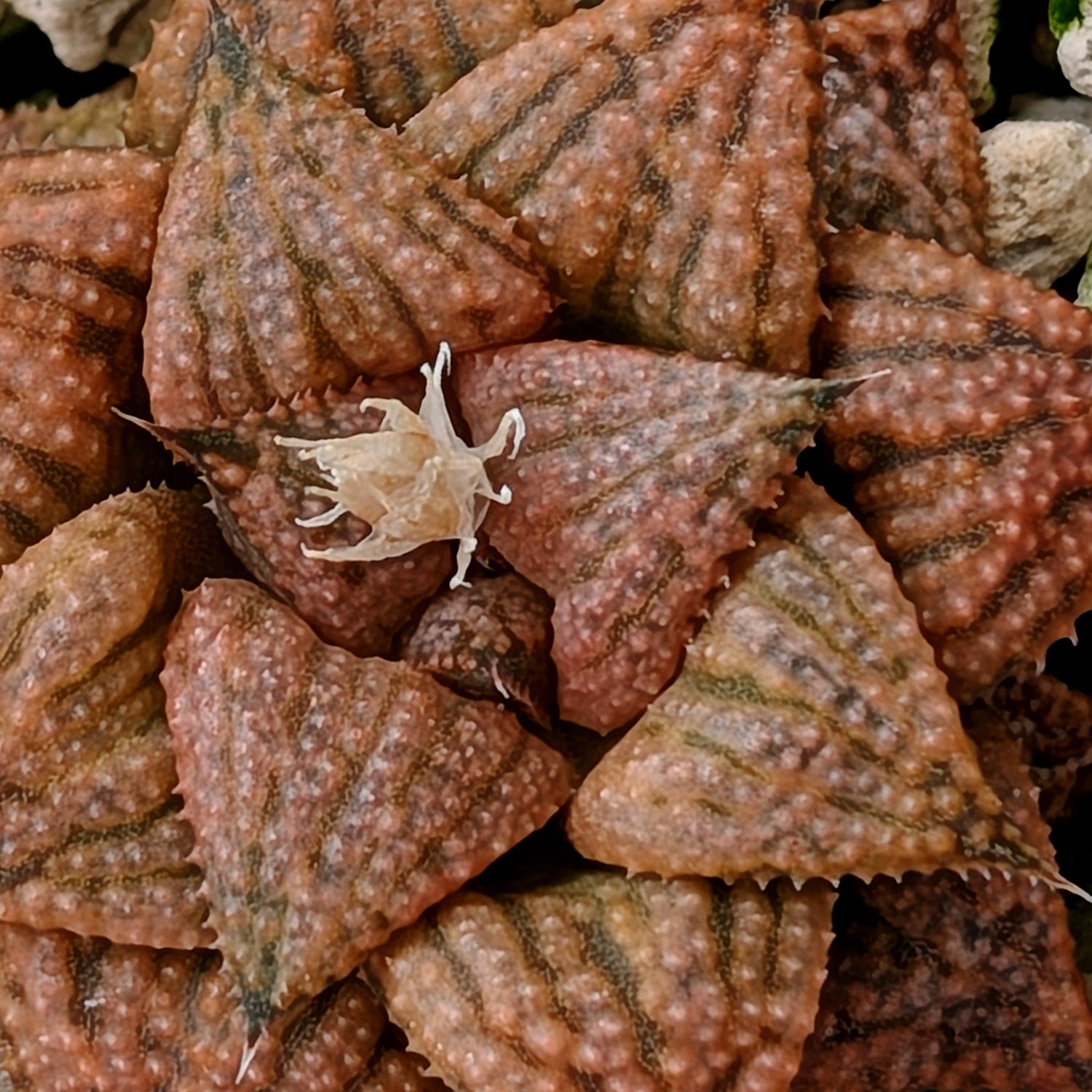 Haworthia  hybrid series PP573 #2