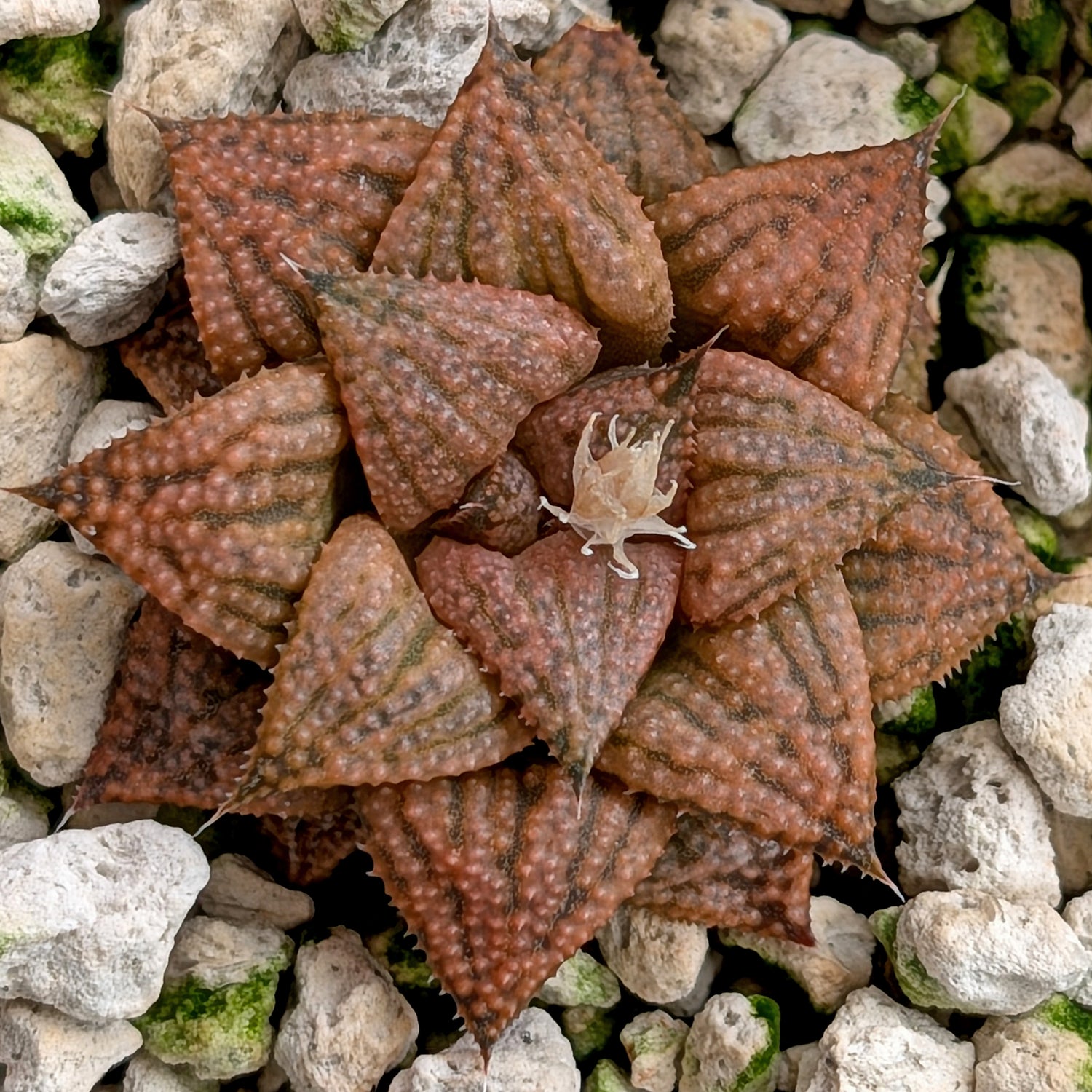 Haworthia  hybrid series PP573 #2