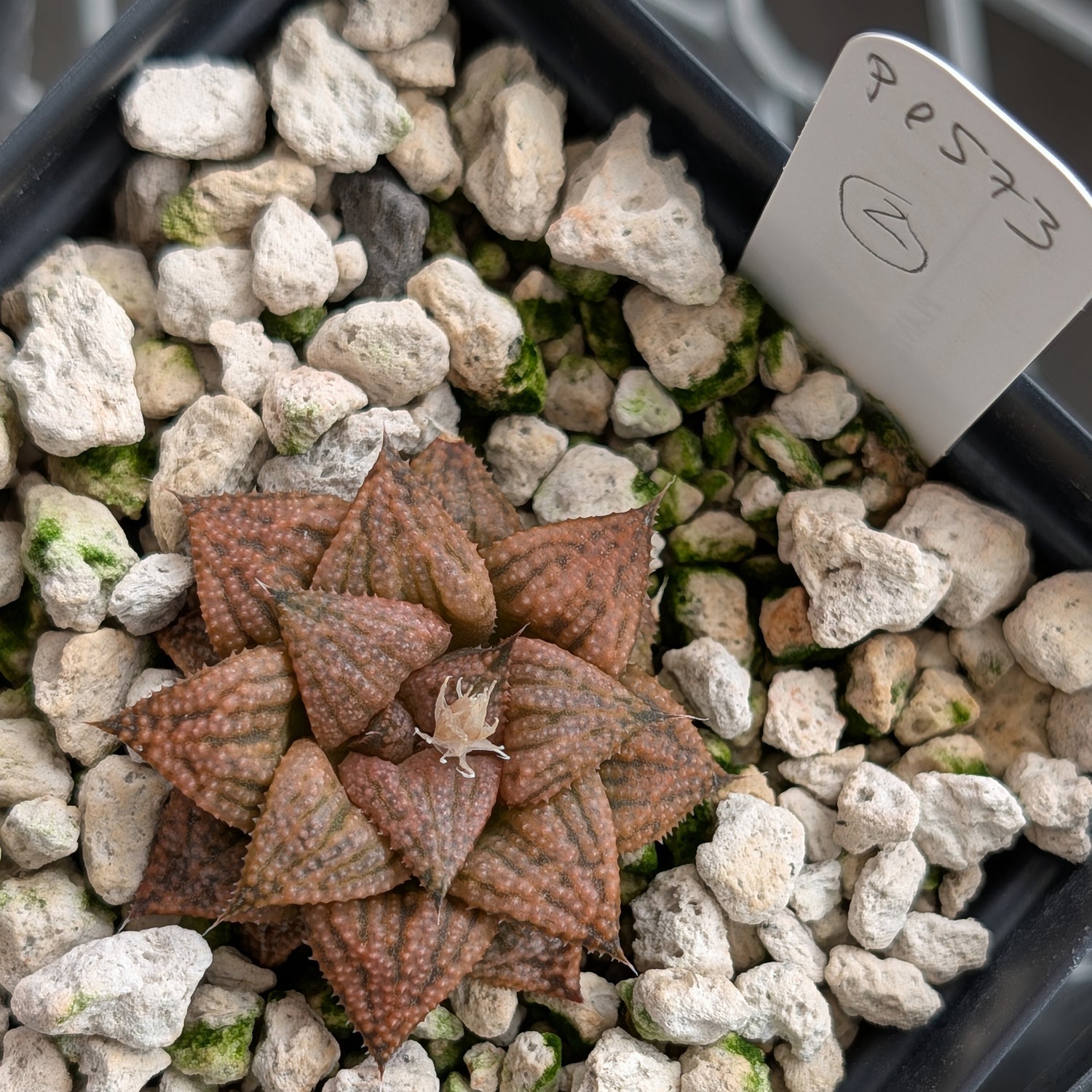 Haworthia  hybrid series PP573 #2