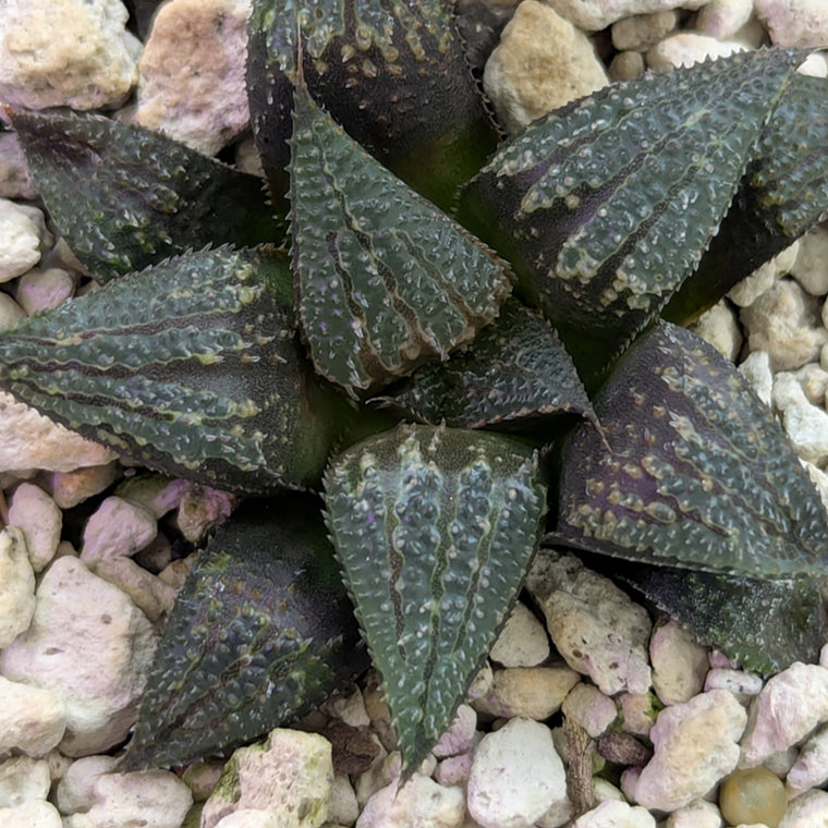 Haworthia PP611 hybrid series #2