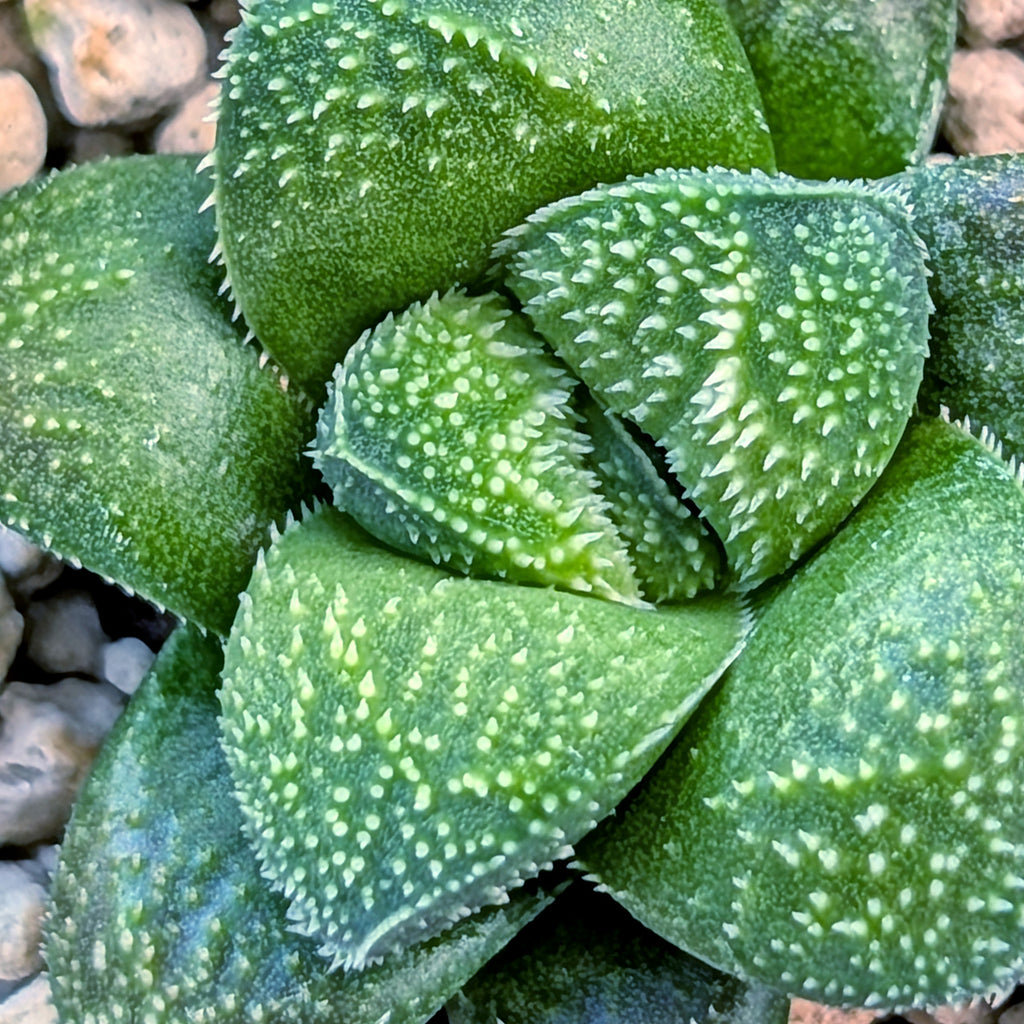 Haworthia PP680 hybrid series #2