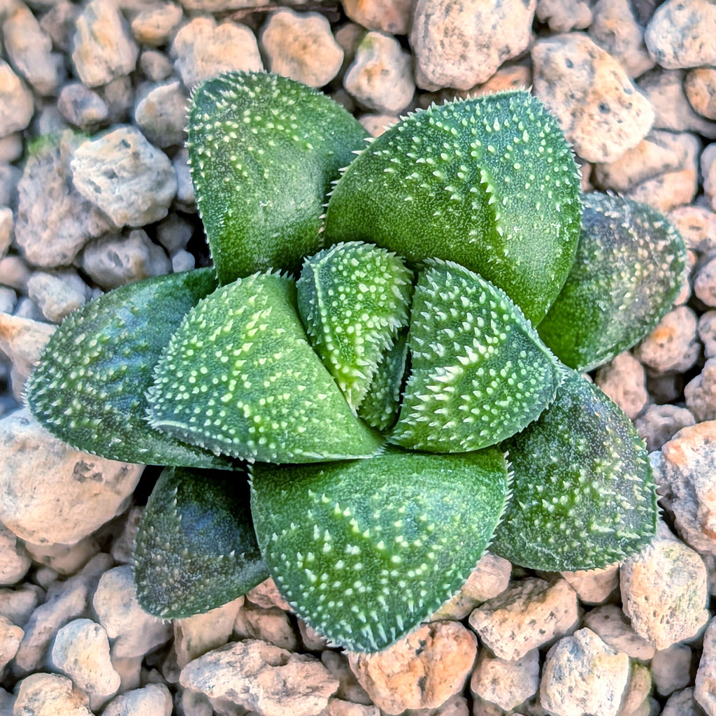 Haworthia PP680 hybrid series #2