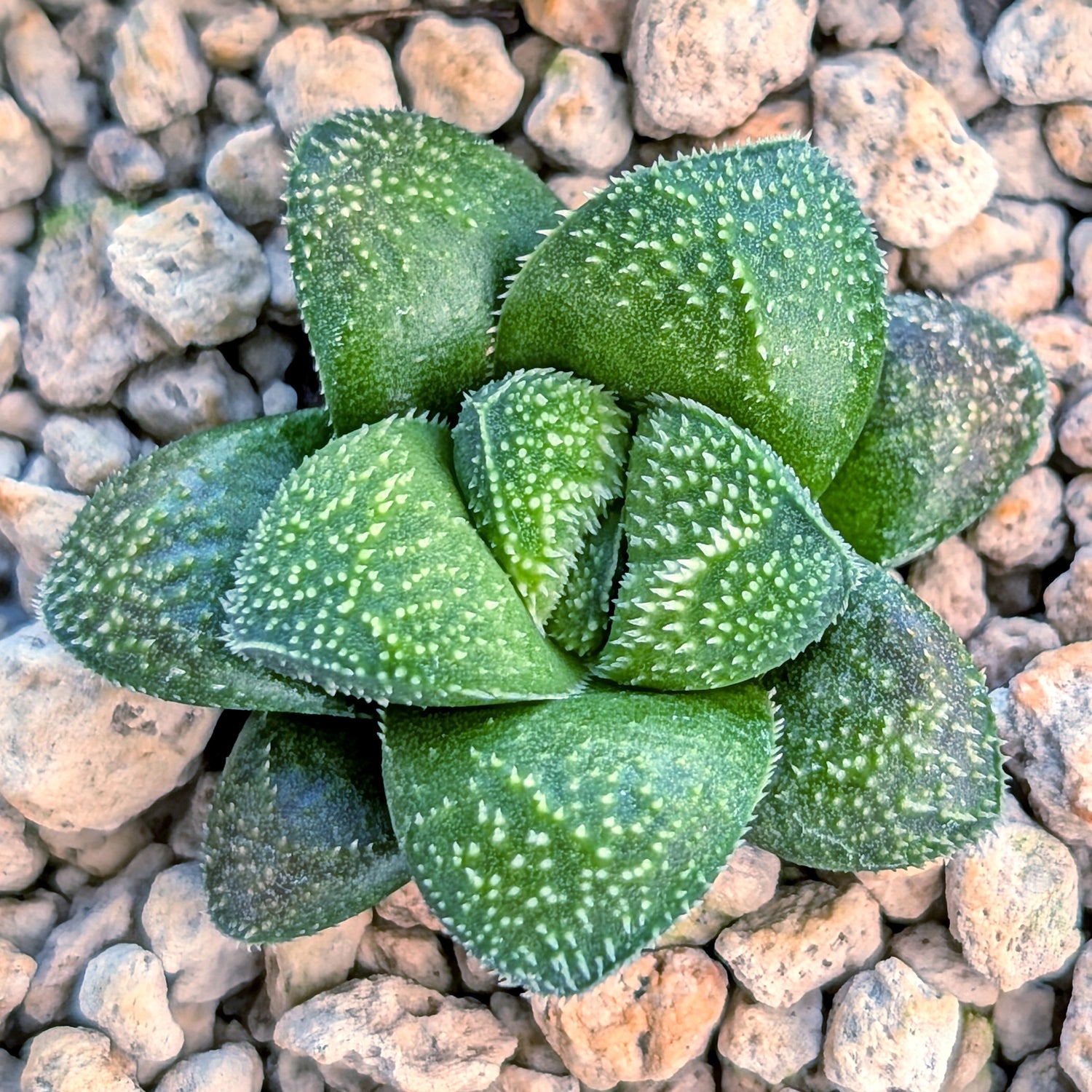 Haworthia PP680 hybrid series #2