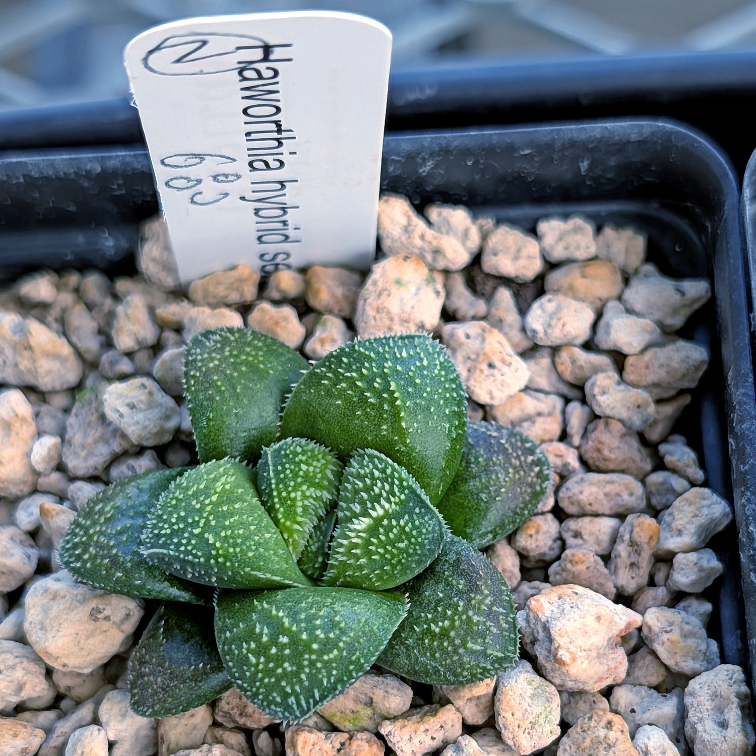 Haworthia PP680 hybrid series #2