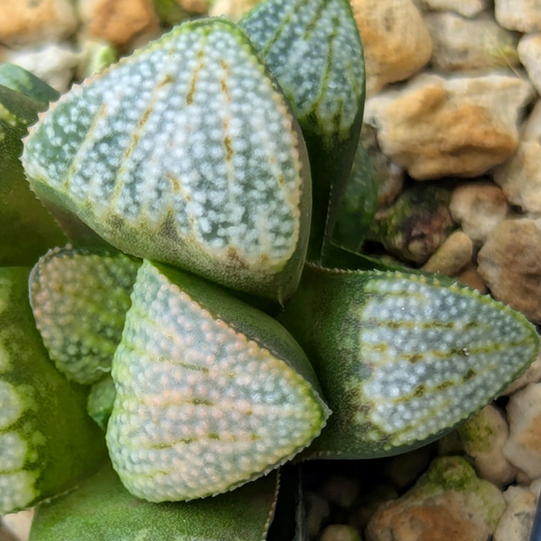 Haworthia PP623 hybrid series #20