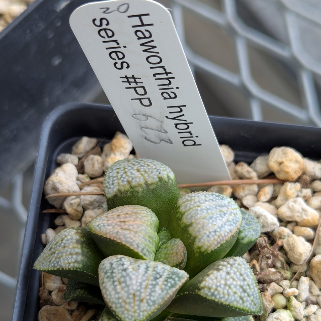 Haworthia PP623 hybrid series #20