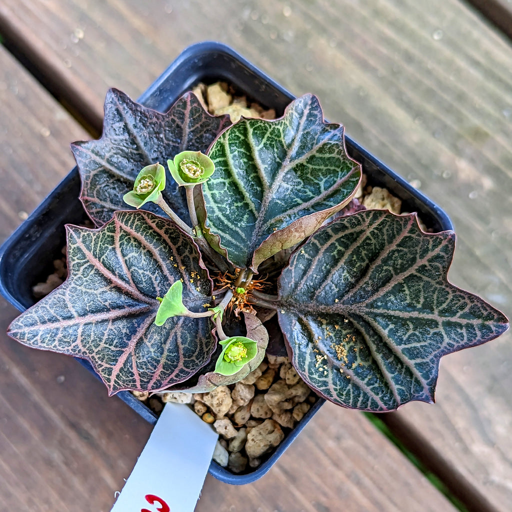 Euphorbia francoisii #20 SOLD OUT