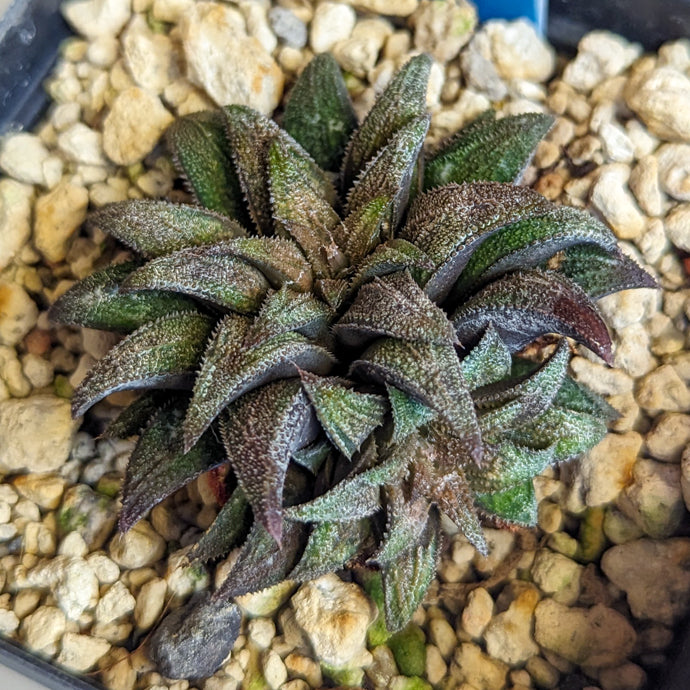 Haworthia parksiana hybrid series PP302 #20 SOLD OUT
