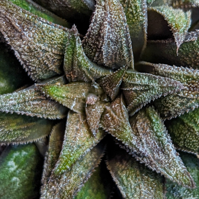Haworthia parksiana hybrid series PP302 #20 SOLD OUT