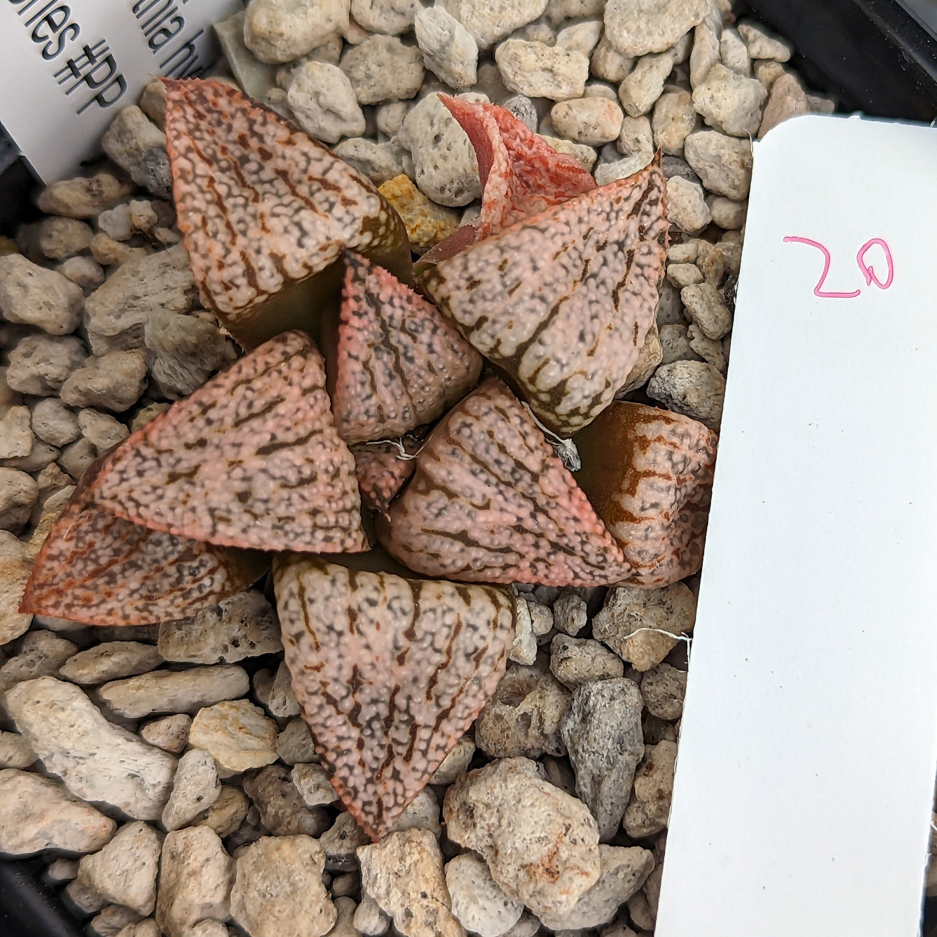 Haworthia "PP332" picta x Empress hybrid series #20 SOLD OUT
