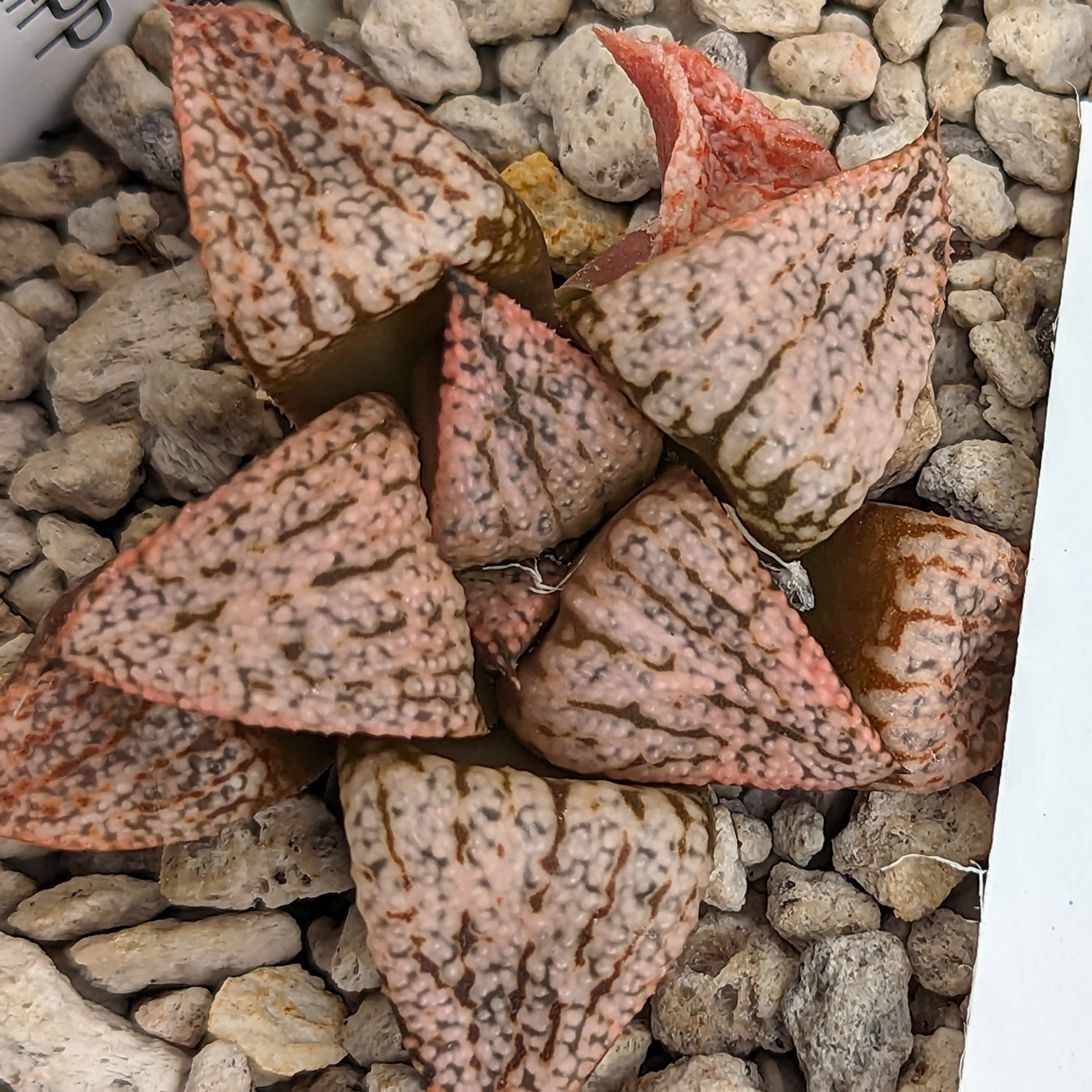 Haworthia "PP332" picta x Empress hybrid series #20 SOLD OUT