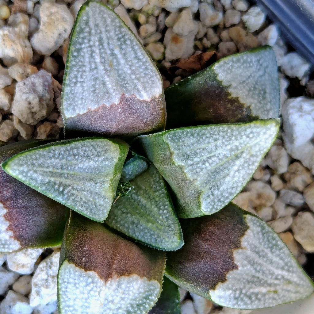 Haworthia groenewaldii hybrid series PP413 #19