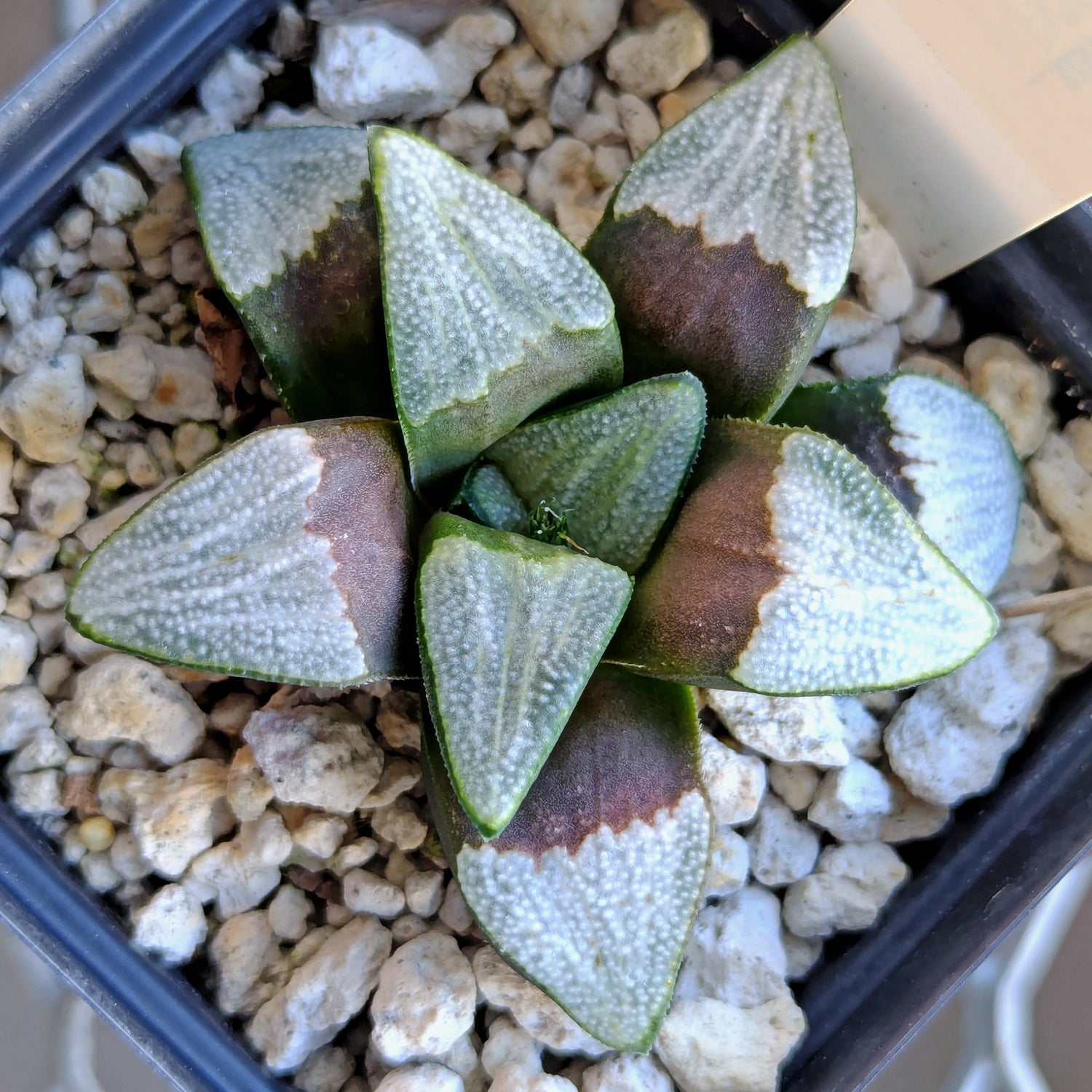 Haworthia groenewaldii hybrid series PP413 #19