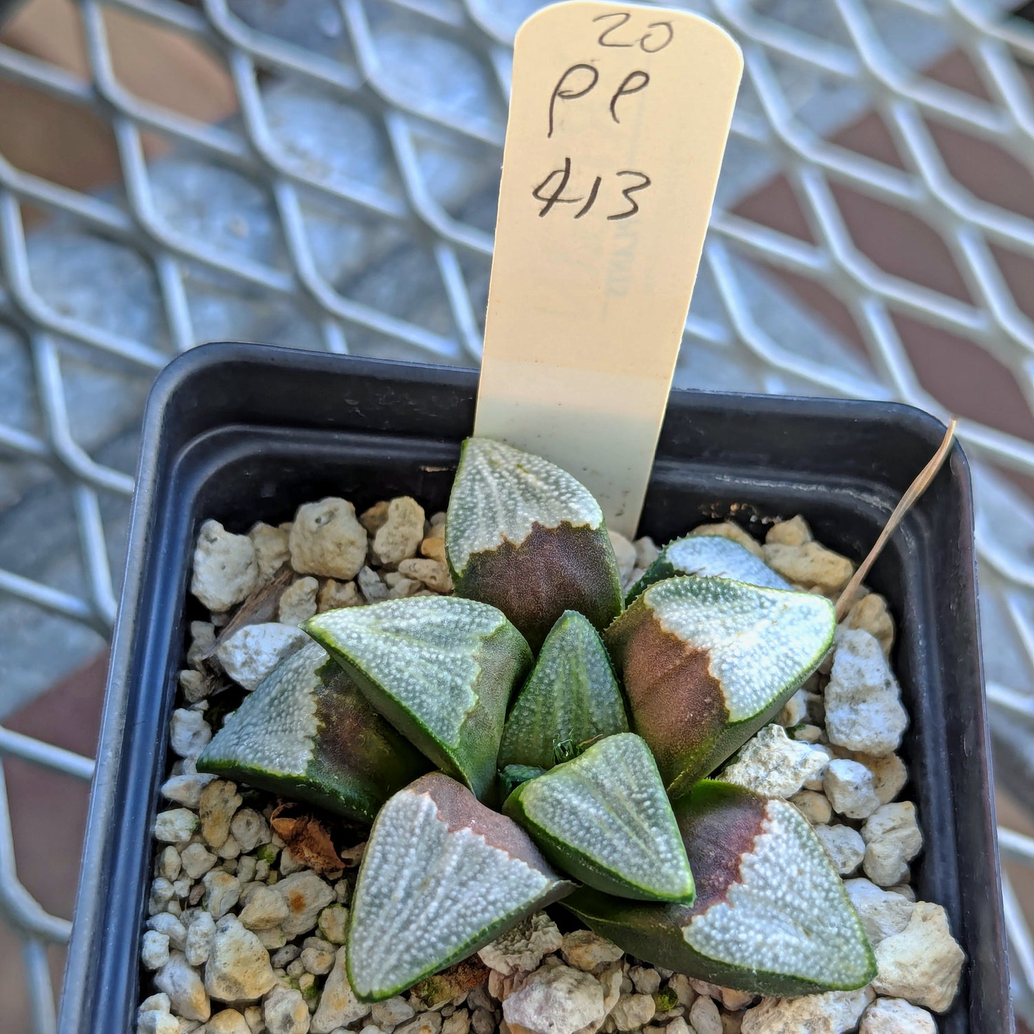 Haworthia groenewaldii hybrid series PP413 #19