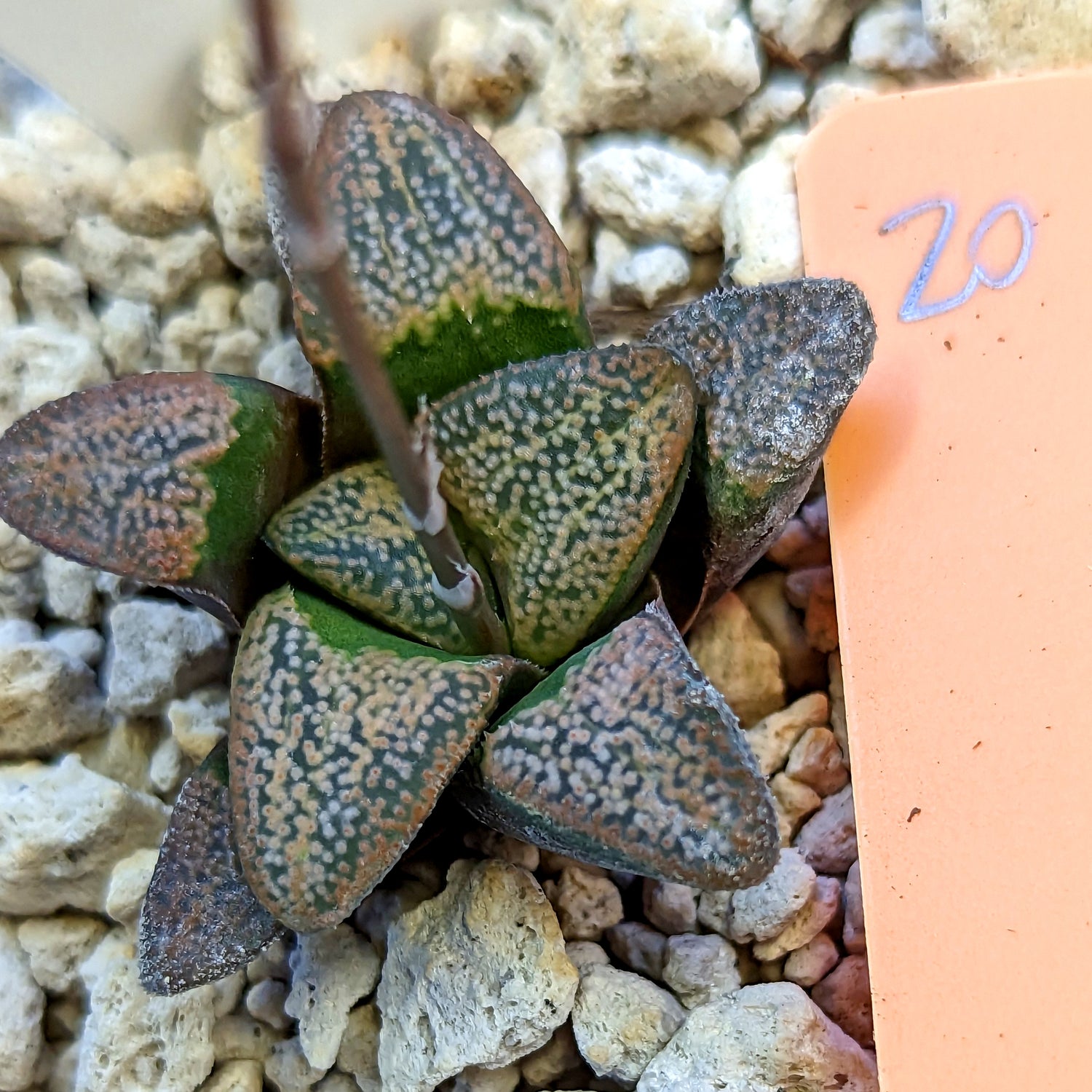 Haworthia  groenewaldii hybrid series PP415 #20 SOLD OUT
