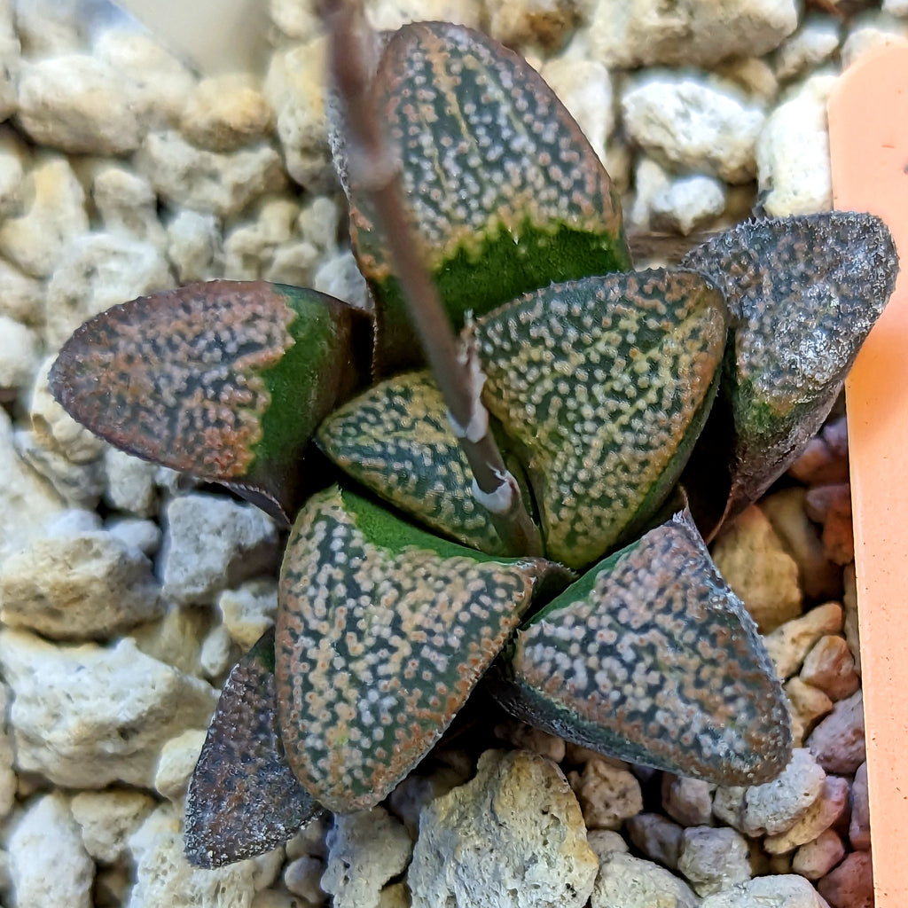 Haworthia  groenewaldii hybrid series PP415 #20 SOLD OUT