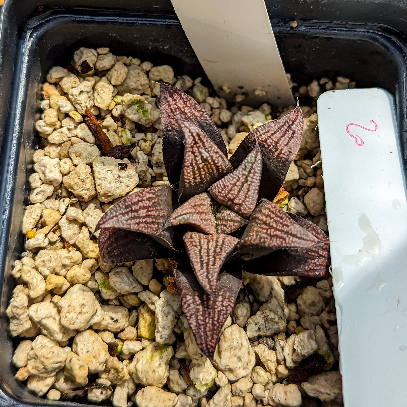 Haworthia hybrid series PP359 #20 SOLD OUT