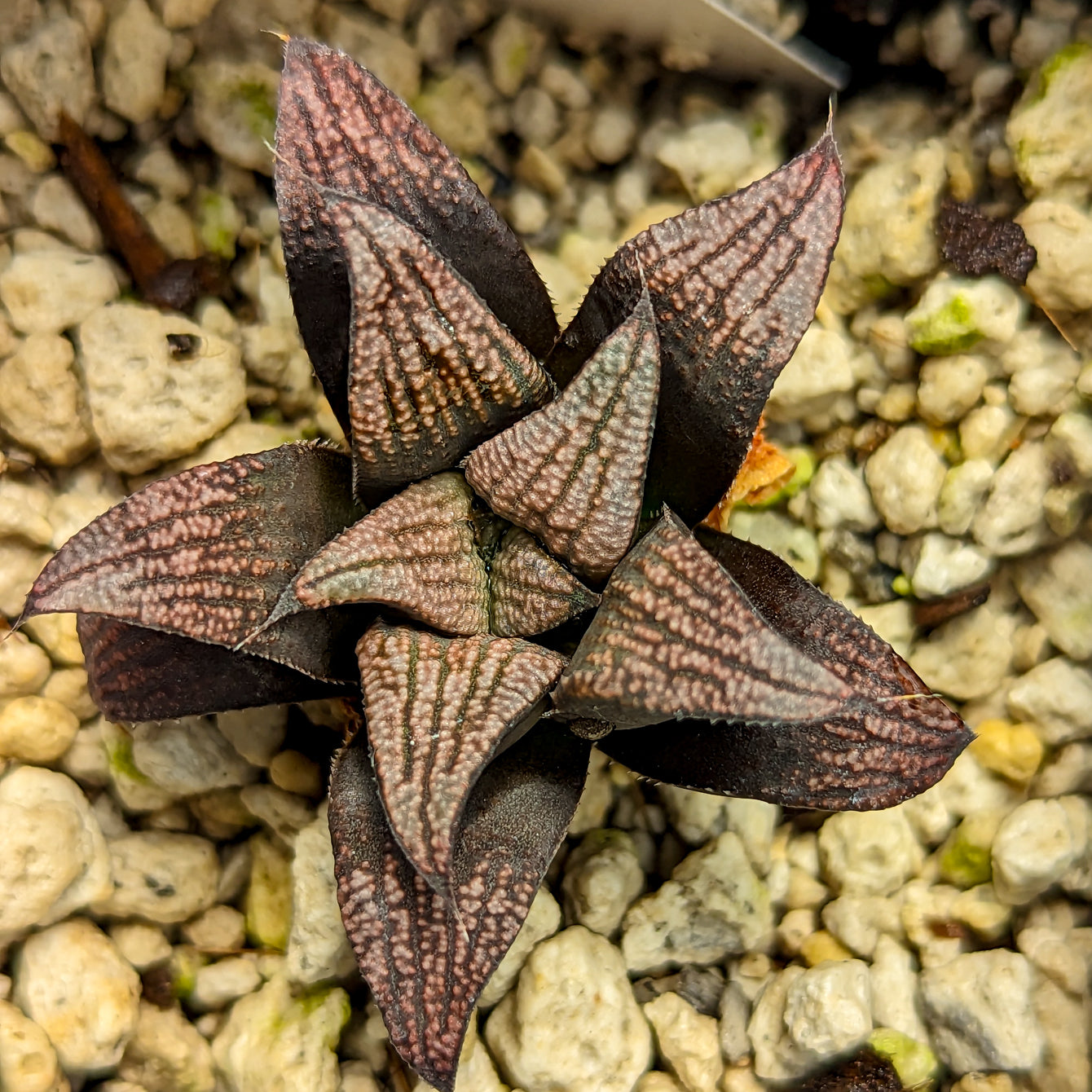 Haworthia hybrid series PP359 #20 SOLD OUT