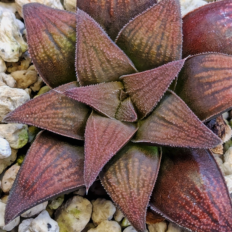 Haworthia PP609 hybrid series #20