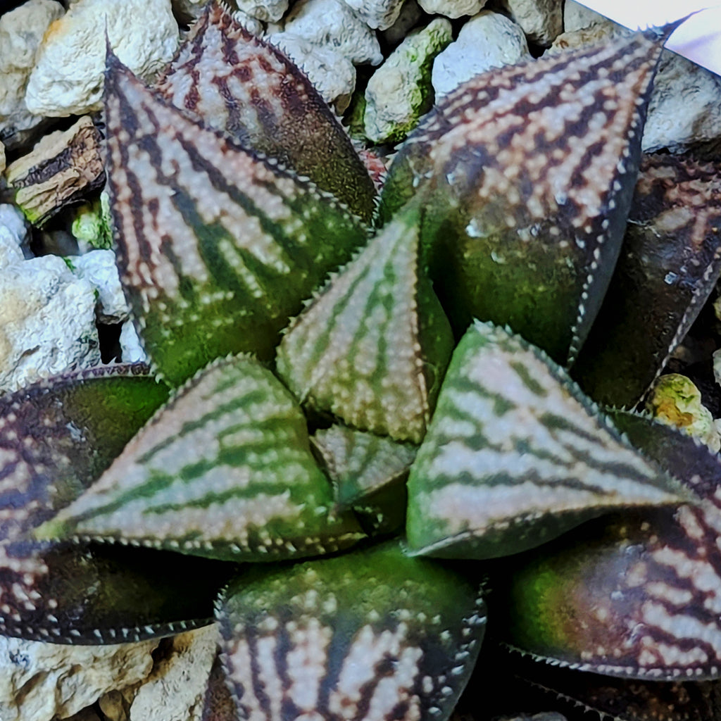 Haworthia  hybrid series PP557 #20