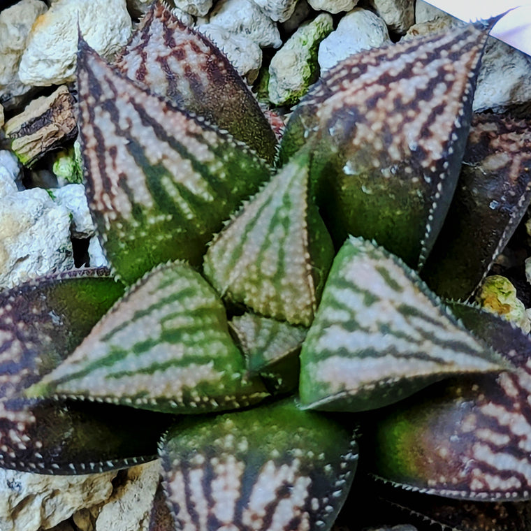 Haworthia  hybrid series PP557 #20