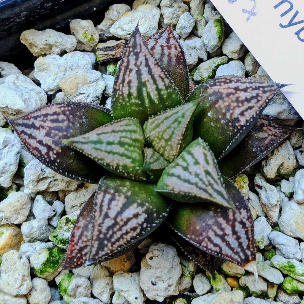 Haworthia  hybrid series PP557 #20
